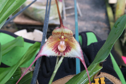 Dracula gorgonella 'Fini' second flower view showing full pendant presentation