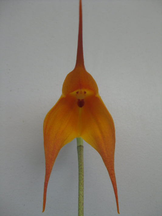 Dracuvallia Fleur 'Ember'