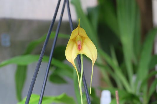 Dracuvallia 'Chartreuse'