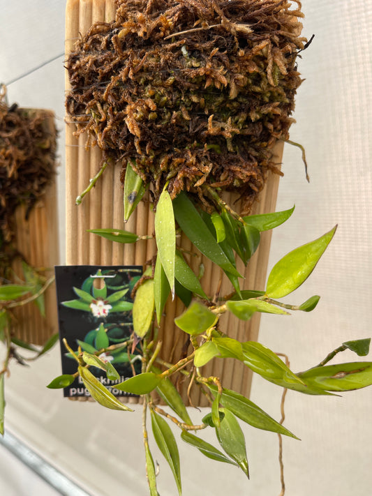 Dendrobium pugioniforme (Syn. Dockrillia pugioniformis)