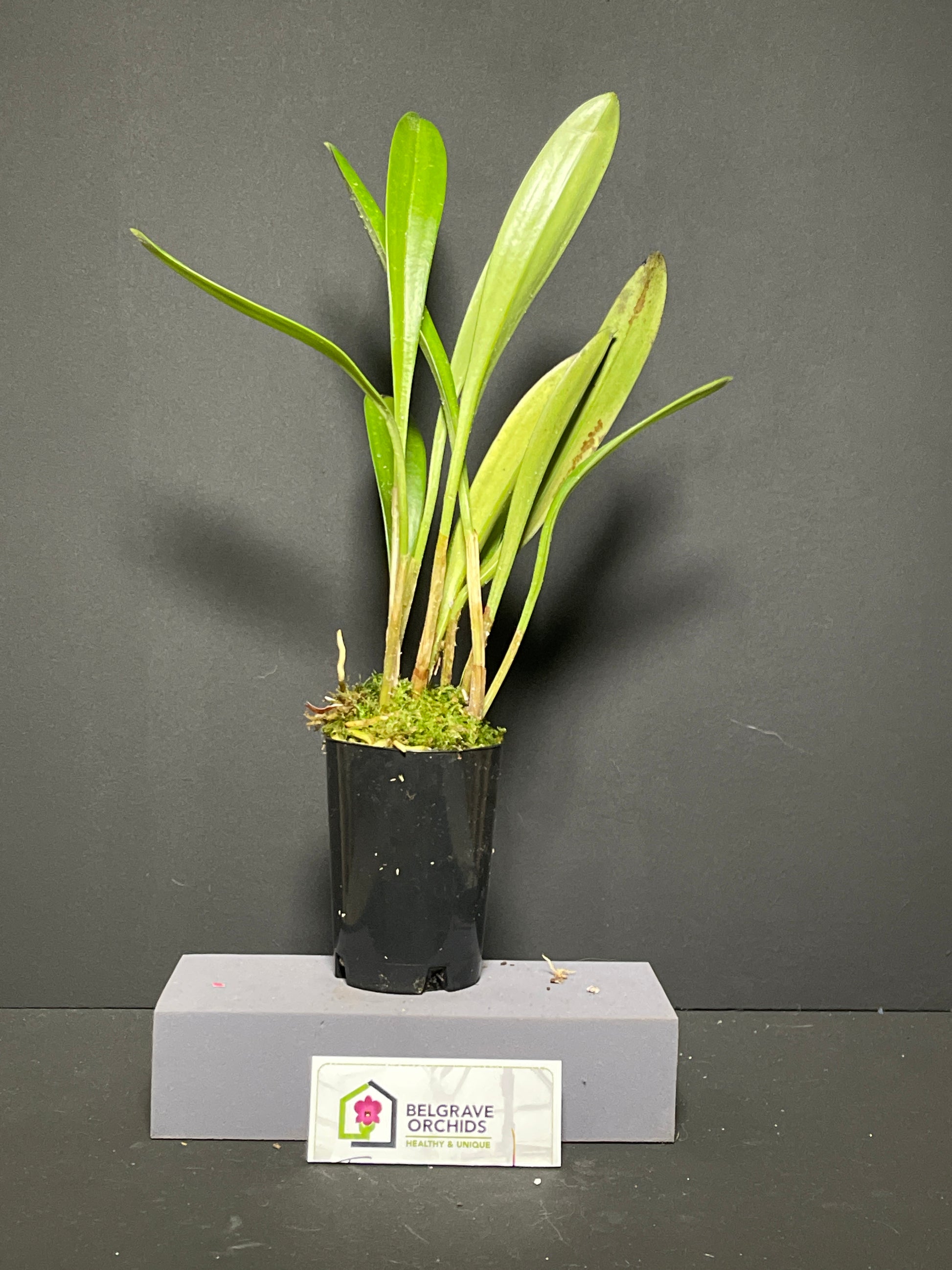 Masdevallia coccinea 'Petite Rose' plant showing compact clumping growth habit in cultivation