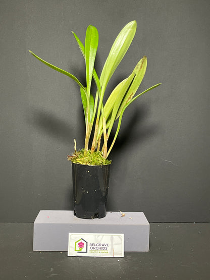 Masdevallia coccinea 'Petite Rose' plant showing compact clumping growth habit in cultivation