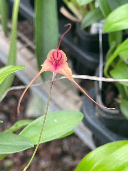 Masdevallia Deimos