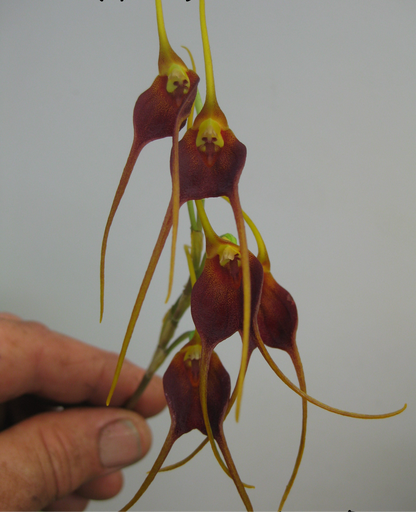 Masdevallia schlimii