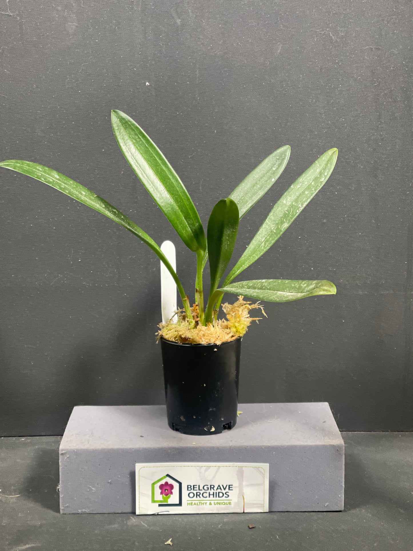 Masdevallia Falcata × peristeria