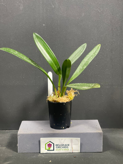 Masdevallia Falcata × peristeria