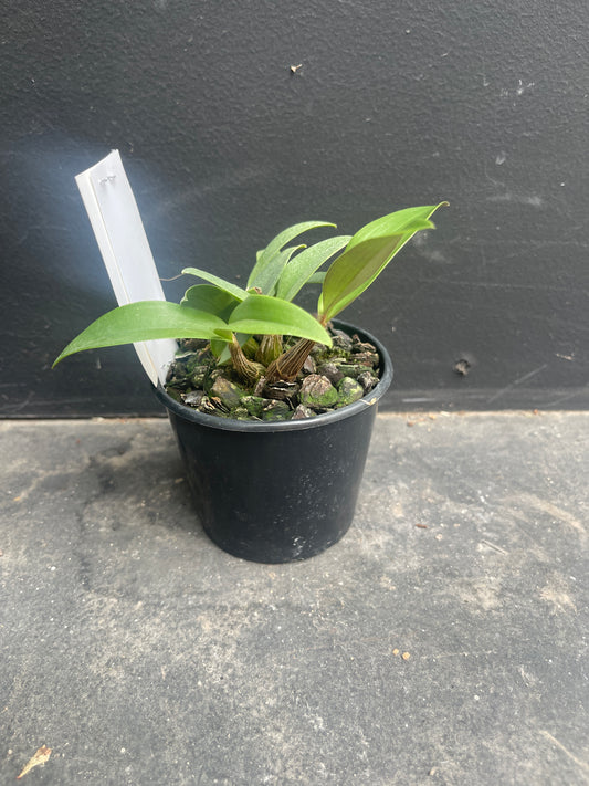 Dendrobium Tyabb 'Kings Park' x Tyabb 'St Albans'