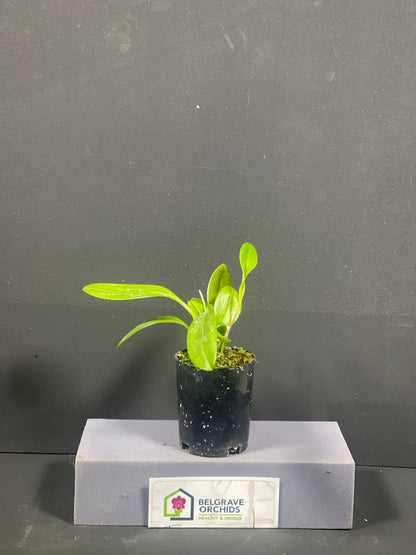 Masdevallia Bright Spice plant showing compact upright foliage in cultivation