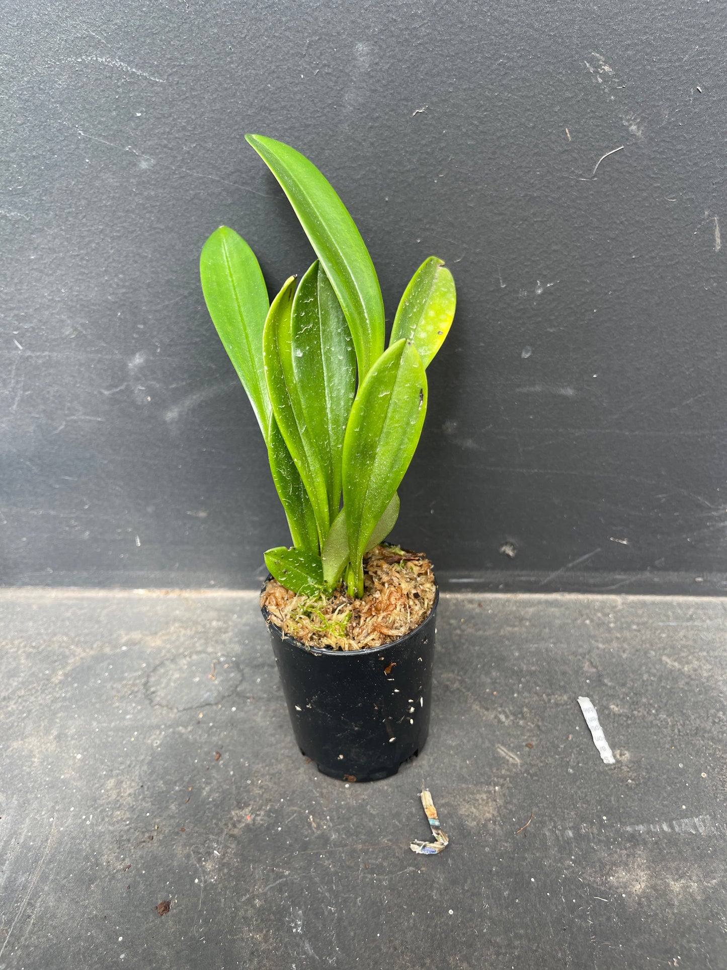 Masdevallia Chelsonnii