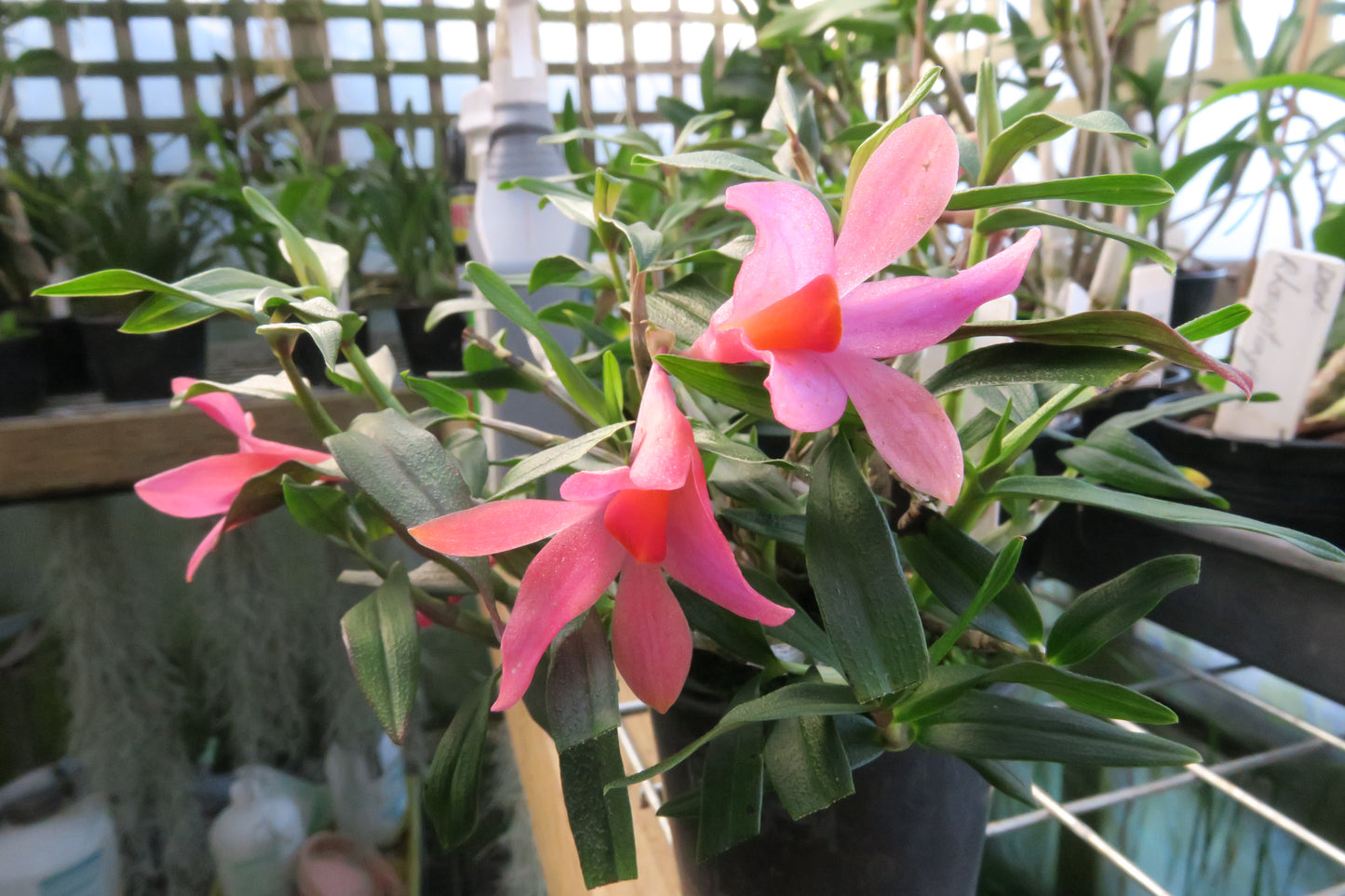 Dendrobium sulawesiense x cuthbertsonii