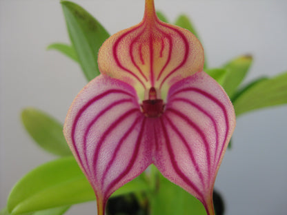 Masdevallia Phyl Nicholas 'Kelvin Avenue' HCC/AOC
