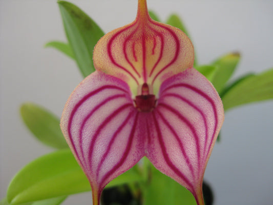 Masdevallia Phyl Nicholas 'Kelvin Avenue' HCC/AOC