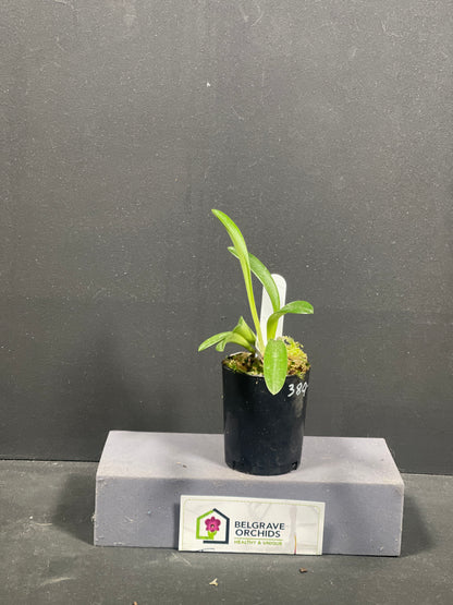 Masdevallia amabilis 'Alba'