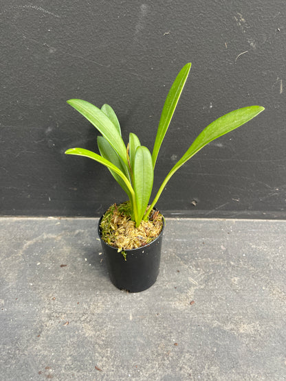 Masdevallia amabilis