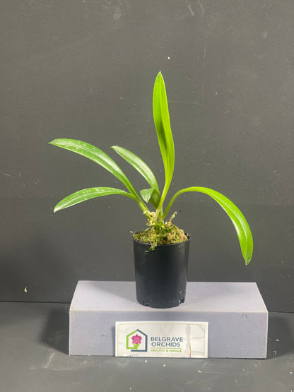 Masdevallia Ruby Rose 'Beenak' plant showing compact upright foliage in cultivation