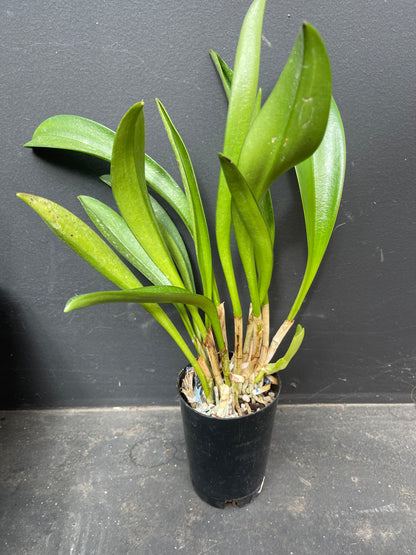 Masdevallia Orinoco ’Crown Prince’