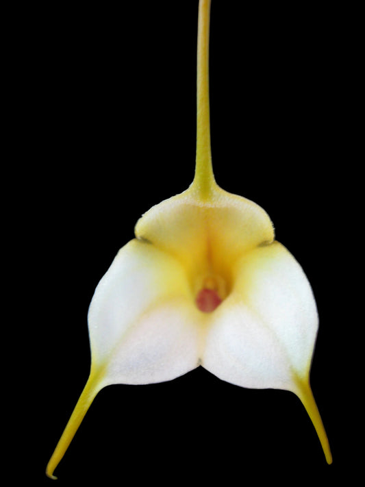 Masdevallia Kimballiana 'Yellow Doll' x urosalpinx flower close-up, white and yellow with red column