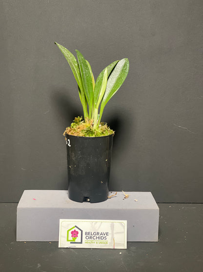 Masdevallia John Tomaschke 'Deep Purple' plant showing compact upright foliage in cultivation