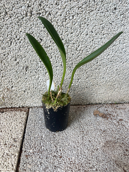 Masdevallia Hurdy Gurdy ‘Beenak’ HCC/OSCOV