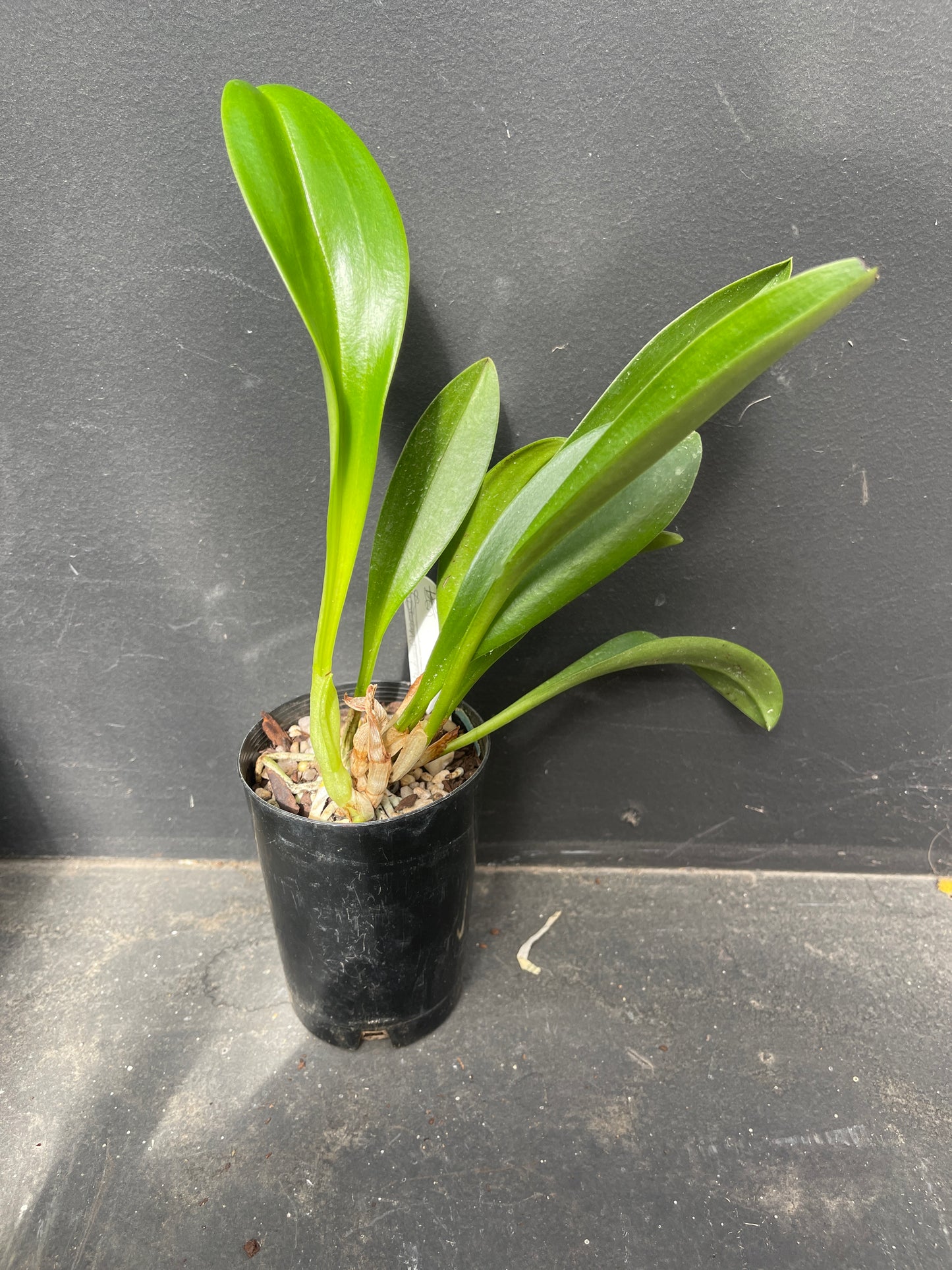 Masdevallia Curacao ‘Golden Crown’