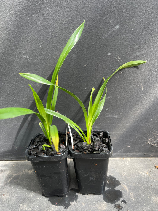 Small green plants in black pots on a gray surface