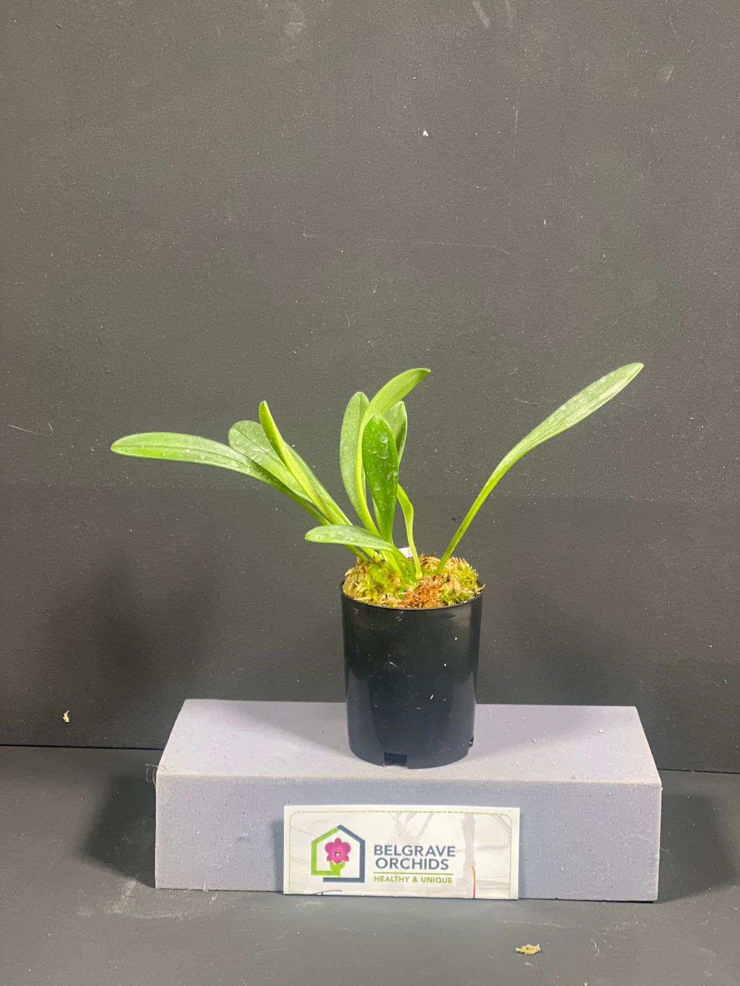 Masdevallia amabilis plant showing compact upright foliage in cultivation