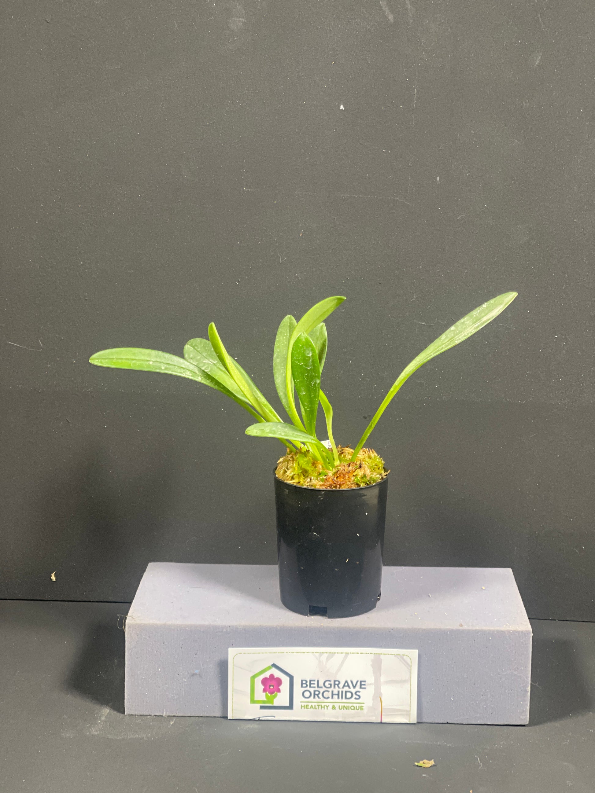 Masdevallia amabilis plant showing compact upright foliage in cultivation