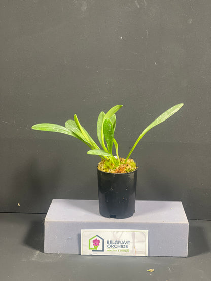 Masdevallia amabilis plant showing compact upright foliage in cultivation