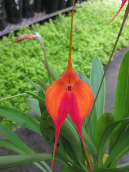 Masdevallia Earl Bishop 'Good Stuff'