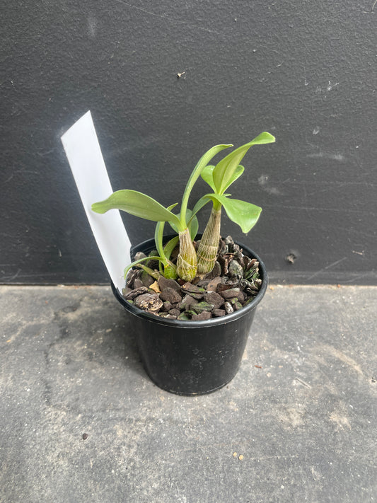 Dendrobium 'Newbold Stunning Beauty 'Michelle' x Auscobber 'KingsPark''