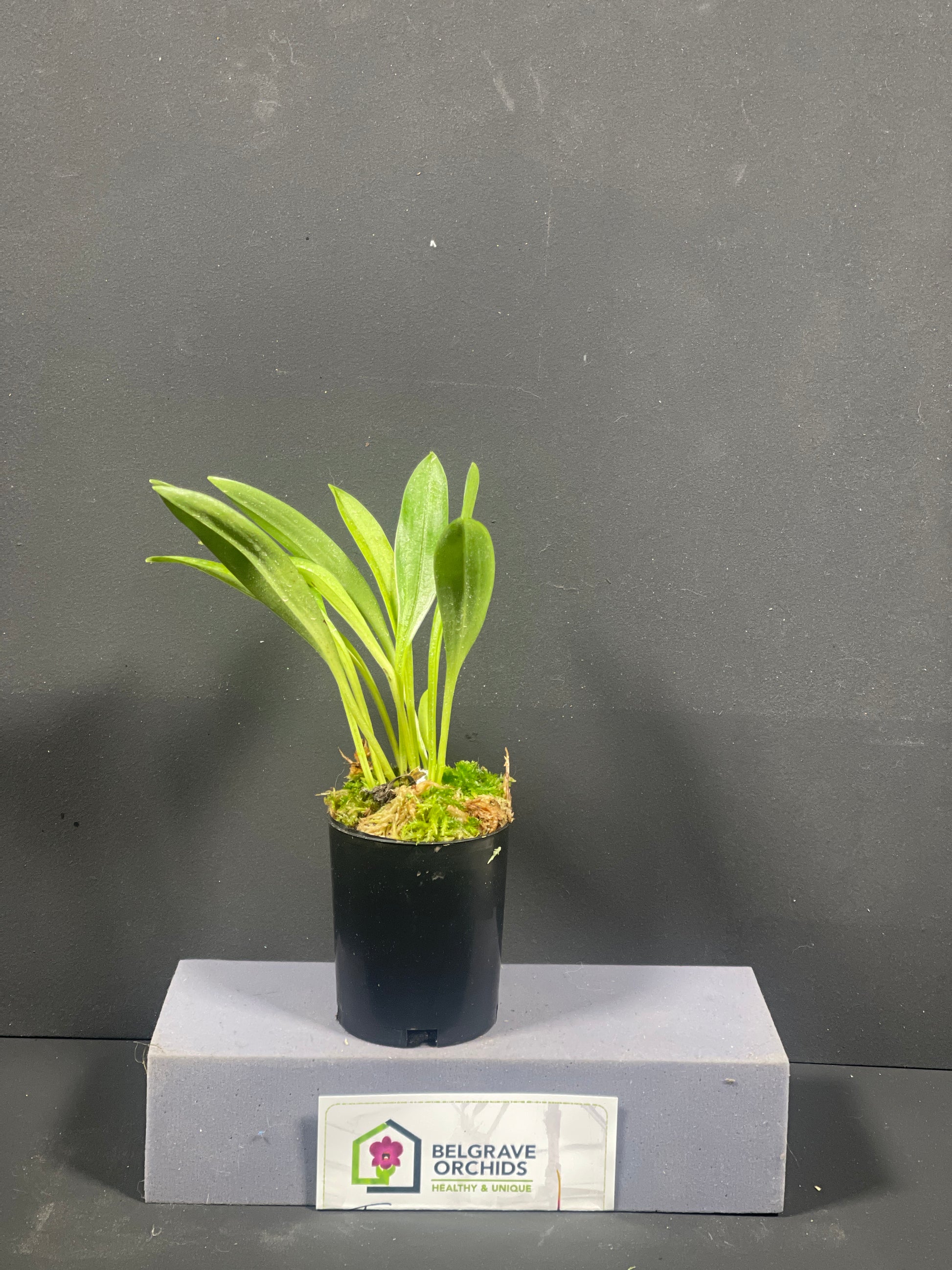 Masdevallia Glow plant showing compact upright foliage in cultivation