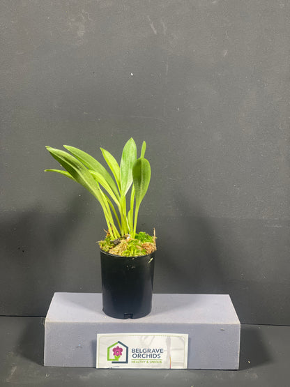 Masdevallia Glow plant showing compact upright foliage in cultivation