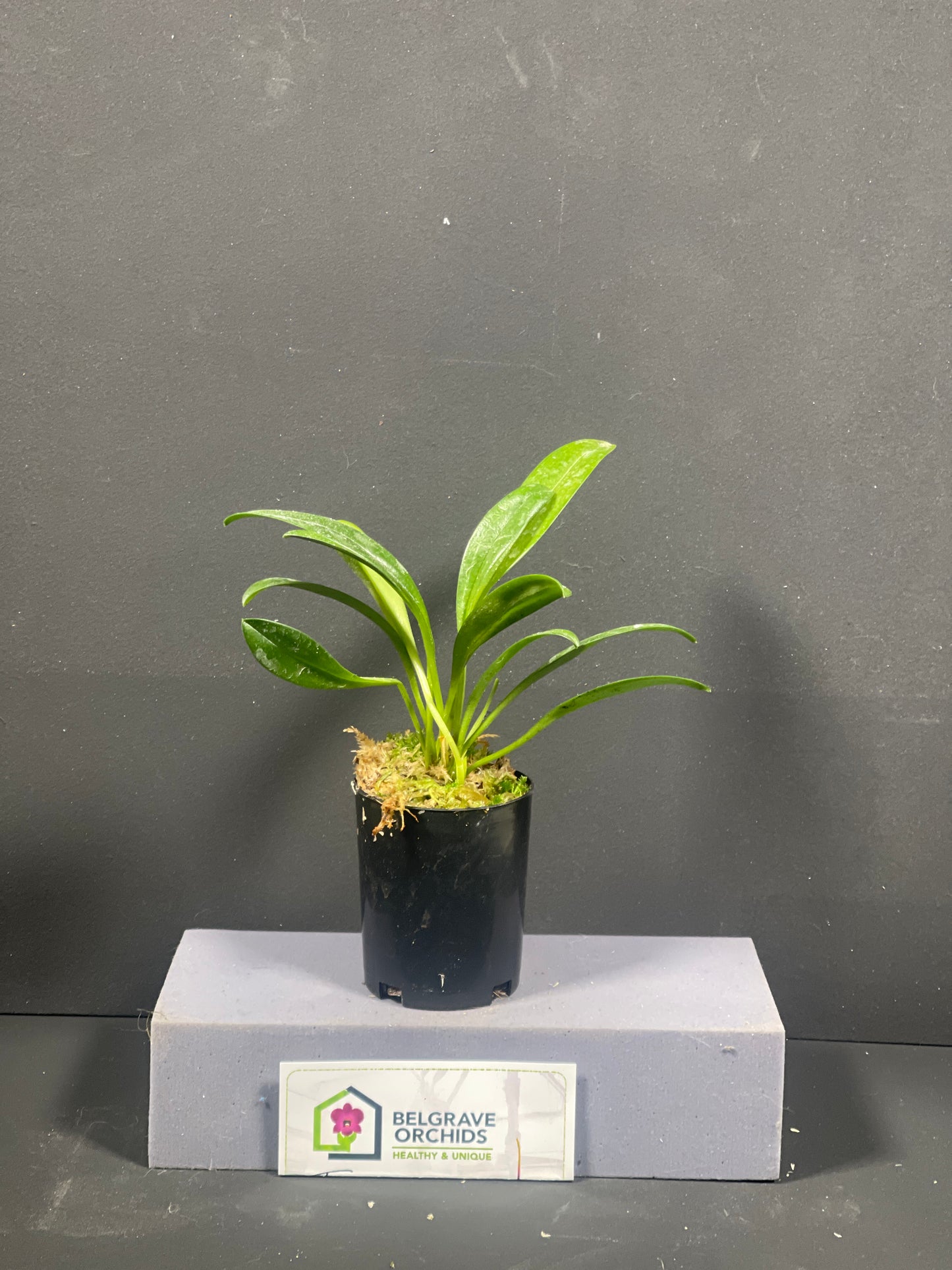 Masdevallia Copper Angel 'Golden Gate'