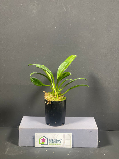 Masdevallia Copper Angel 'Golden Gate'
