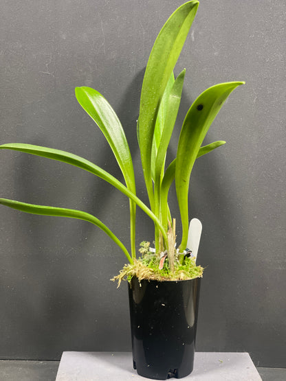 Masdevallia Curacao ‘Finn’
