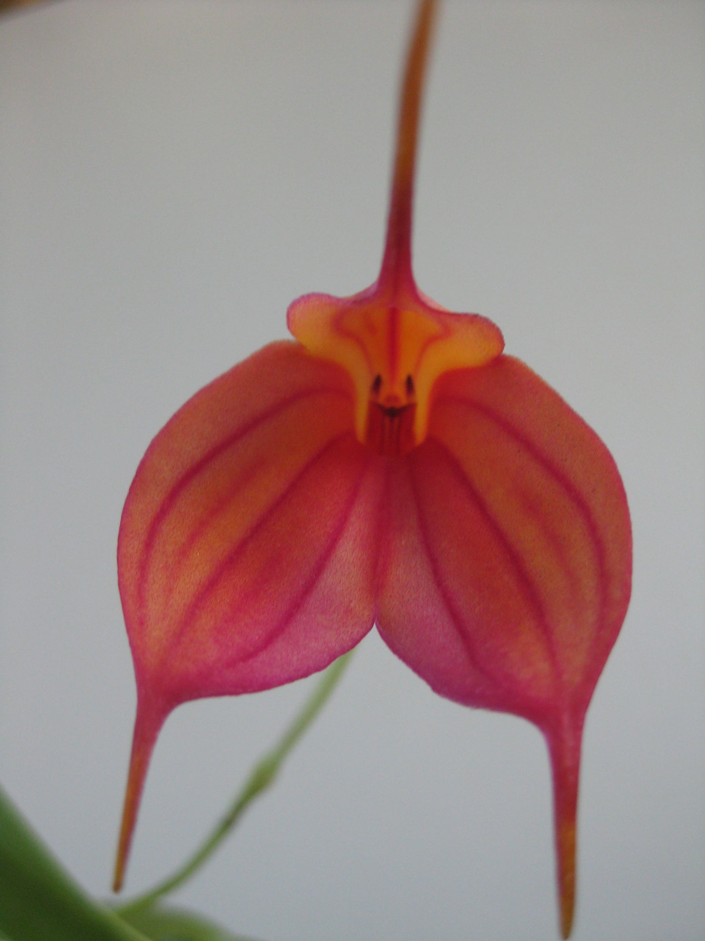Masdevallia Hugh Rogers 'Stripes' flower close-up showing orange-red colouration with pink-red veining and yellow-orange throat