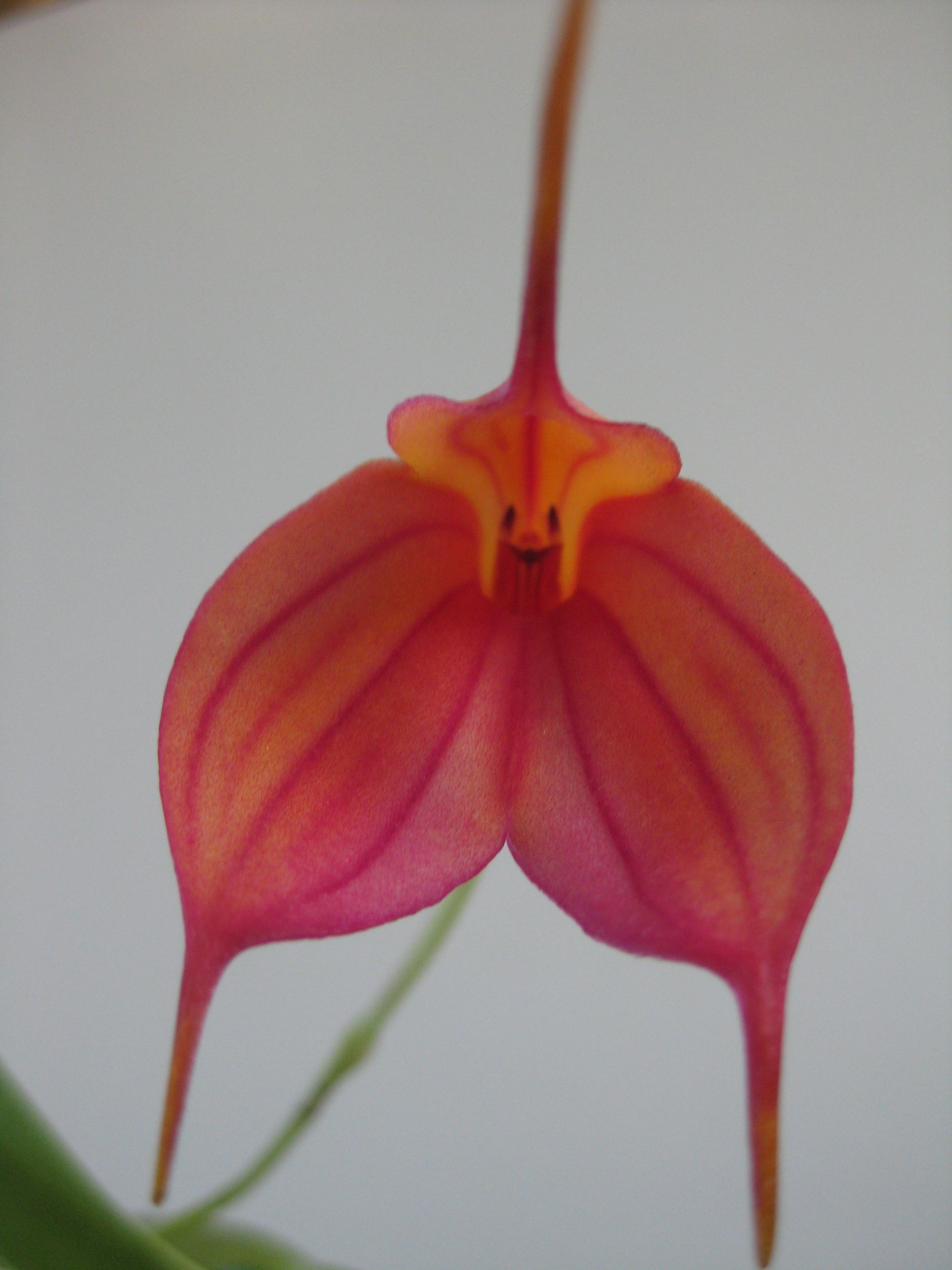 Masdevallia Hugh Rogers 'Stripes' flower close-up showing orange-red colouration with pink-red veining and yellow-orange throat