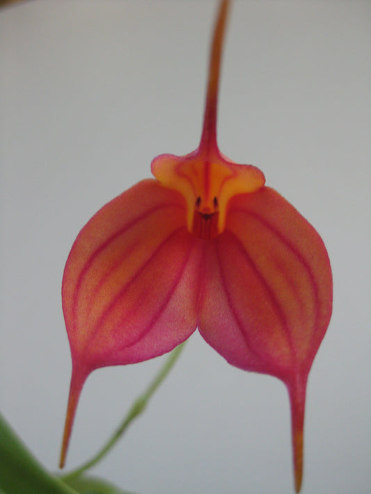 Masdevallia Hugh Rogers 'Stripes' flower close-up showing orange-red colouration with pink-red veining and yellow-orange throat