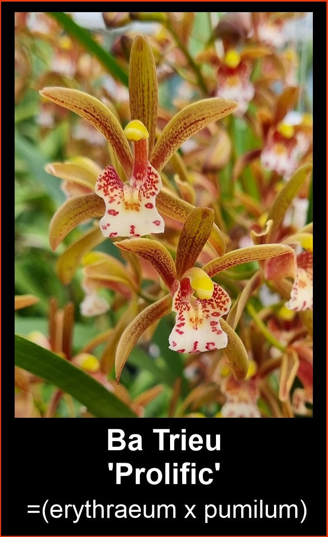 Cymbidium Ba Trieu 'Prolific' (erythraeum × pumilum)
