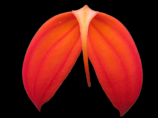Masdevallia ignea 'Volcanic Flash'