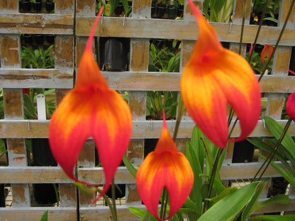 Masdevallia Falcata 'Inferno' flower close-up showing vivid orange-red colouration