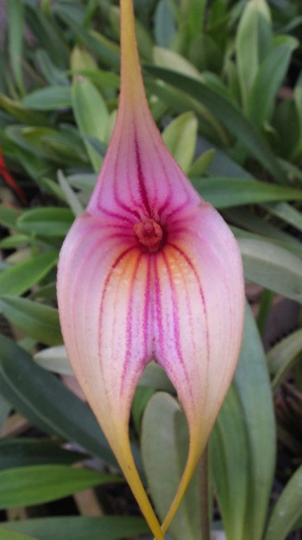 Masdevallia Fancy Mac! 'Pinky Plush'