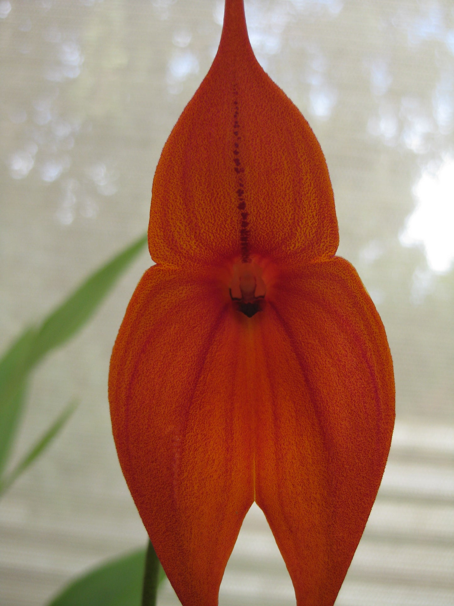 Masdevallia (Frosty Strips × macrura) 'Horizontal' flower close-up showing striped patterning inherited from Frosty Strips parent
