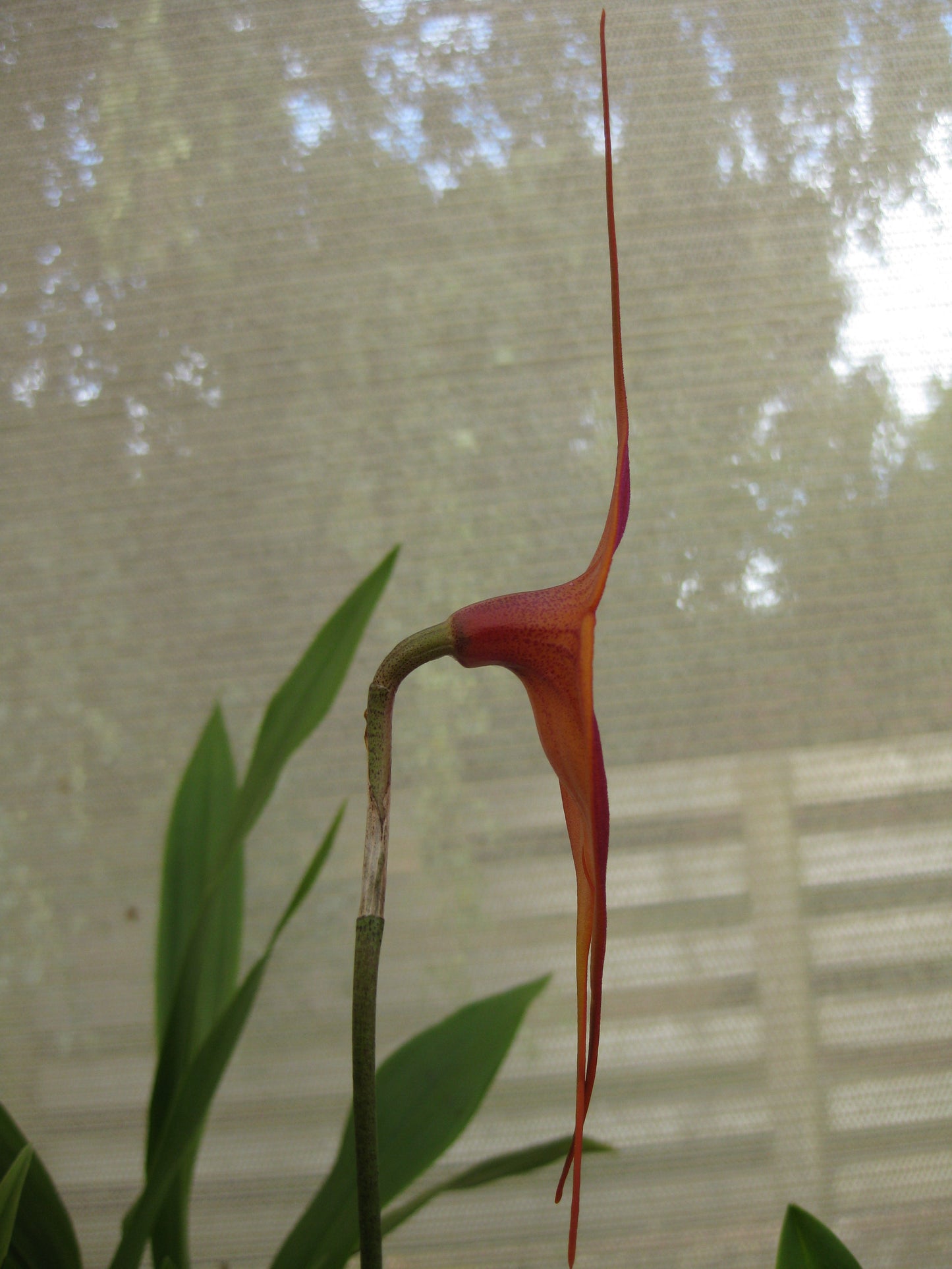 Masdevallia (Frosty Strips × macrura) 'Horizontal' second flower view showing large macrura-influenced form