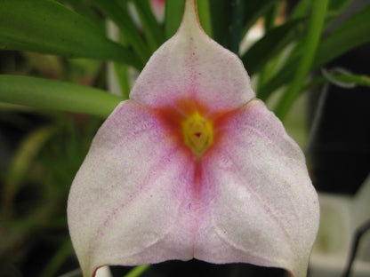 Masdevallia Frosty Stripes 'Lilac Snow' third flower view showing full presentation on spike
