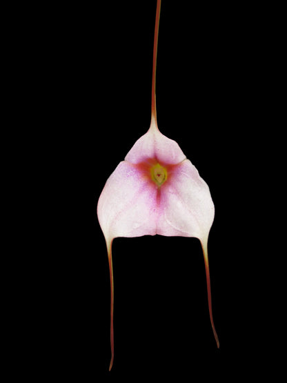 Masdevallia Frosty Stripes 'Lilac Snow' flower close-up showing pale lilac-white ground with fine striping
