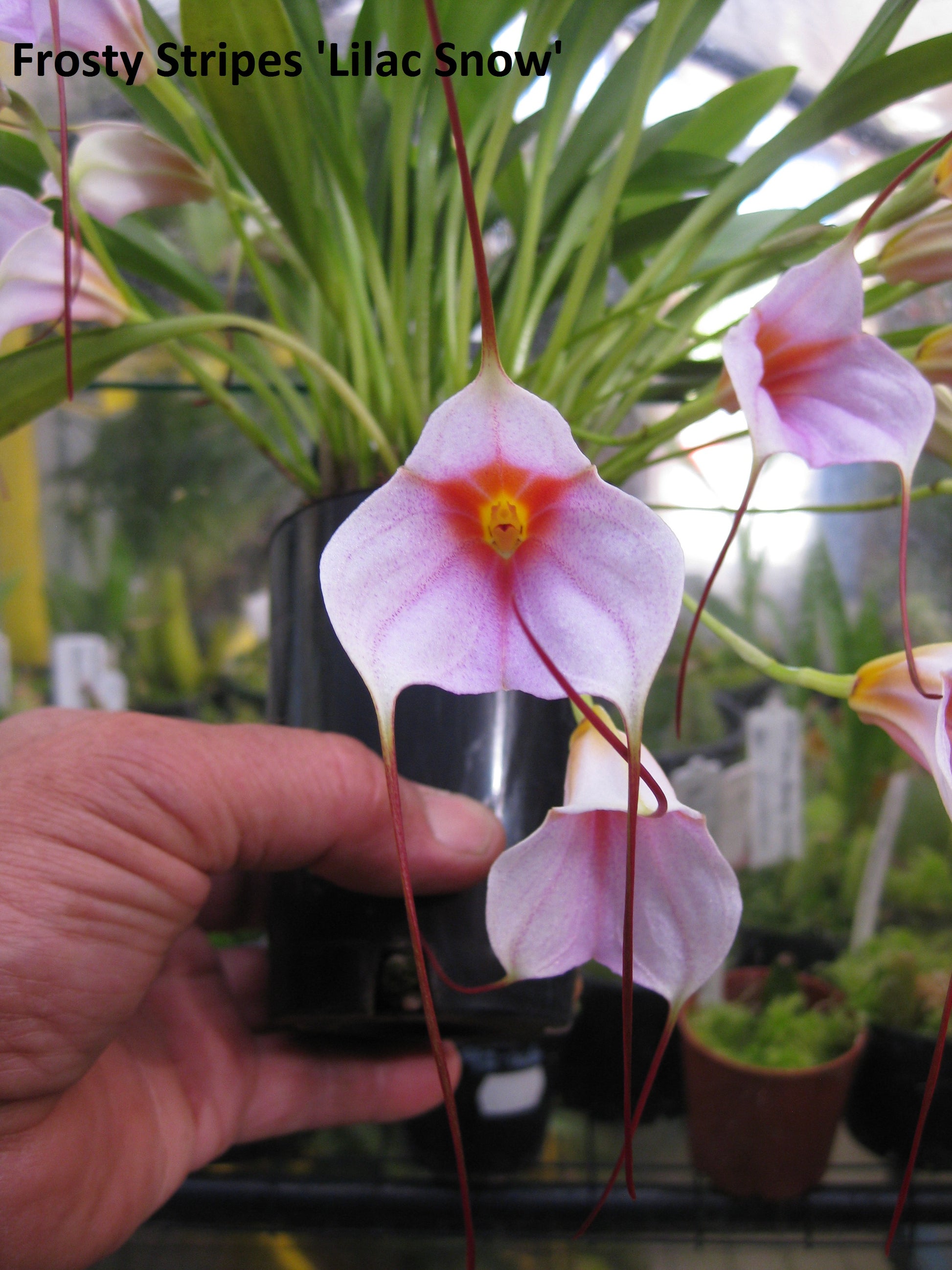 Masdevallia Frosty Stripes 'Lilac Snow' second flower view showing triangular form and long tails
