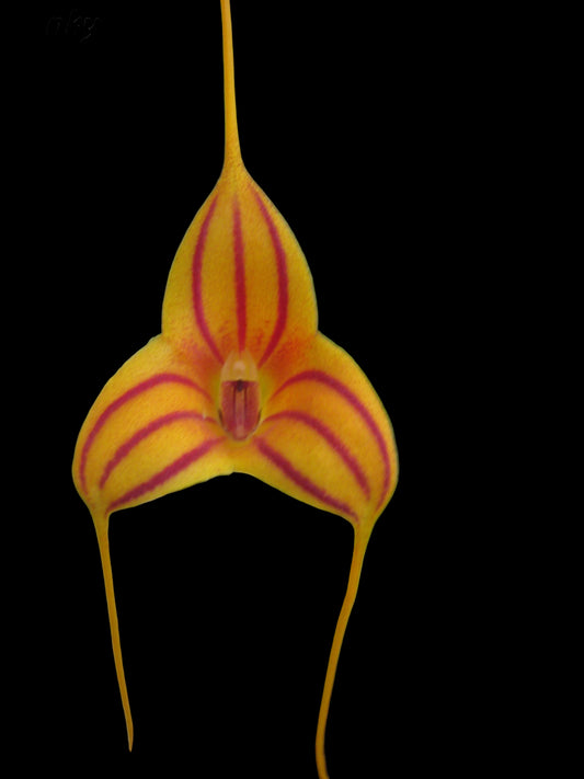 Masdevallia Funky 'Hunky'