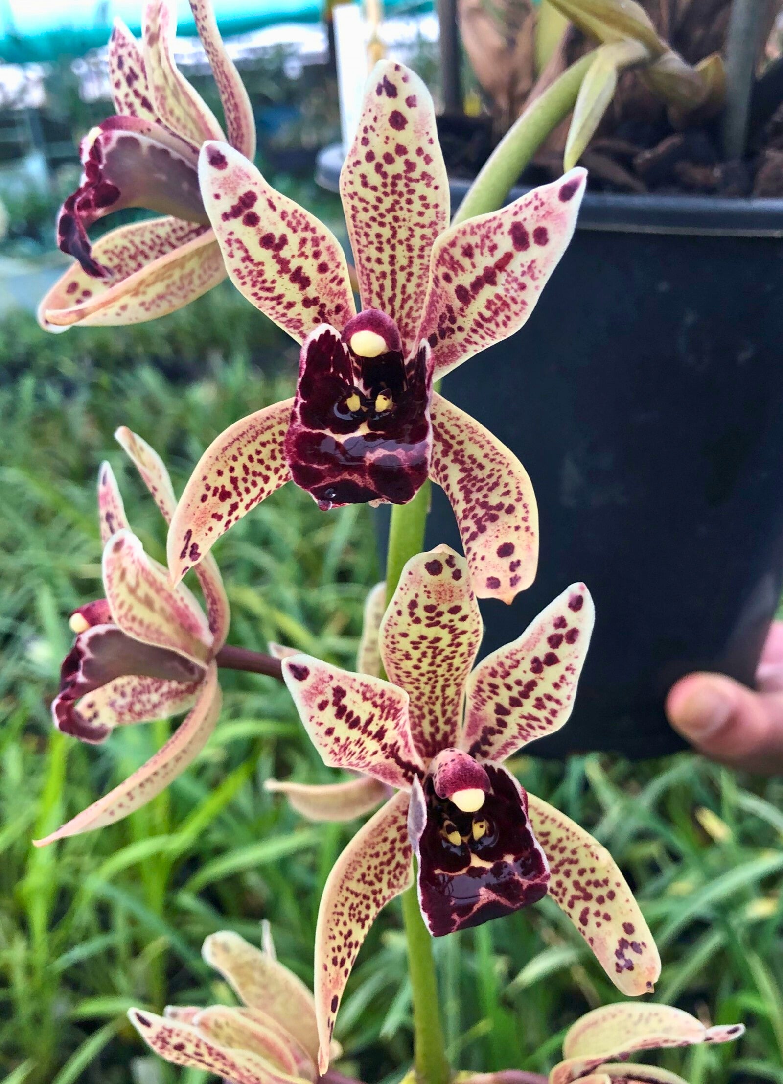 Yellow Cymbidium with purple lip and purple spots