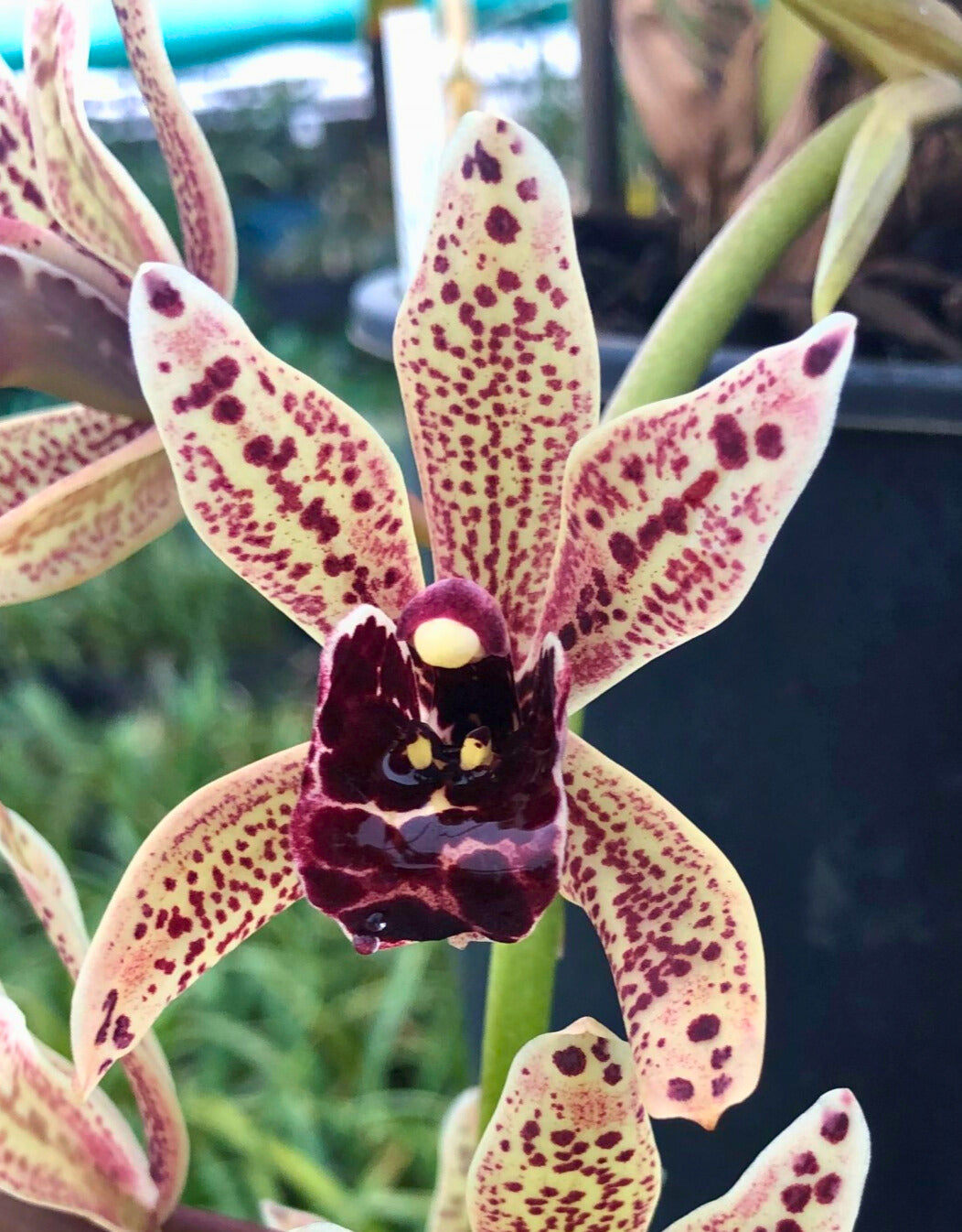 Cymbidium Funky Devon ‘Gerald’ flower close-up, cream/yellow segments heavily speckled with plum-red spots and a dark purple lip.